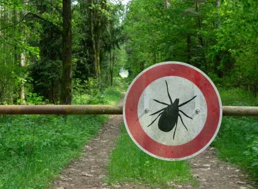 Maladie de Lyme : et si le scandale était ailleurs ?