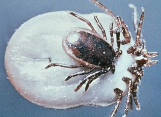 Les « Lyme doctors » : un risque pour les patients