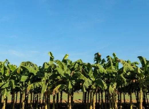La pollution des Antilles françaises par le chlordécone : des origines aux conséquences