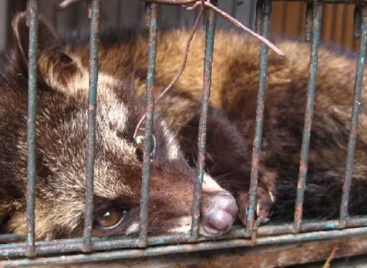 Épidémies : de l'animal à l'Homme