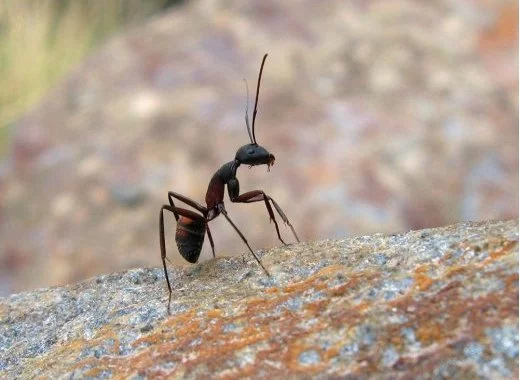 La fourmi serait-elle paresseuse ?