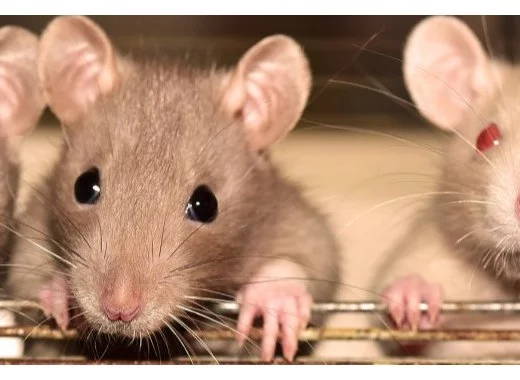 Les rats, la gazette et le laborantin - une fable du 21e siècle, génétiquement modifiée, éditorial SPS n°303