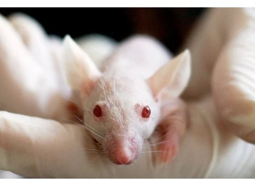 Se passer de l'expérimentation animale ? 