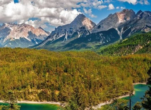 La diversité des arbres protège les forêts contre les attaques d'insectes herbivores