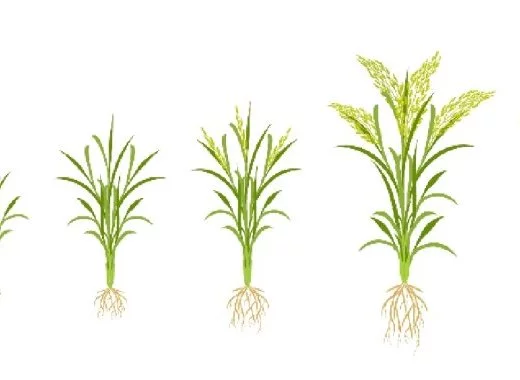 Un riz OGM pour limiter l'utilisation d'engrais azotés ?