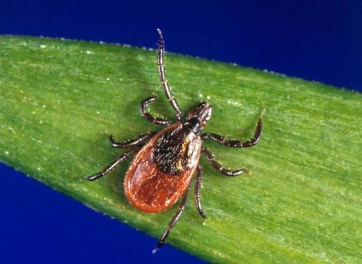 Maladie de Lyme : questions et réponses