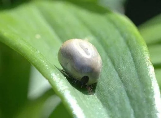 La loi peut-elle dire la science à l'encontre du consensus scientifique et au mépris de l'intérêt des patients ?