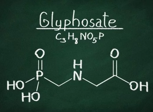 Toxicocinétique et glyphosate