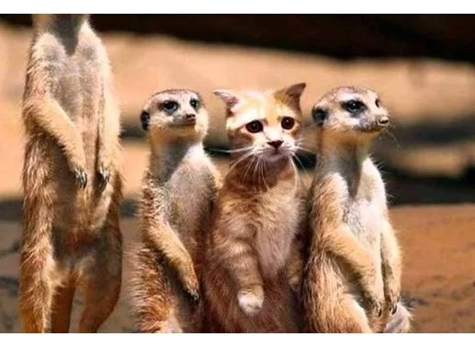 L'Ordre des médecins et l'homéopathie