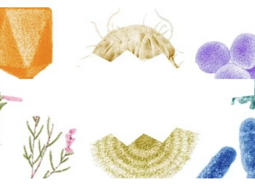 Vive les microbes, le film documentaire et le livre de Marie-Monique Robin