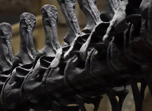 De l'utilité des vieux moulages paléontologiques