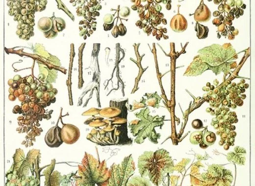 Biotechnologies végétales et biodiversité