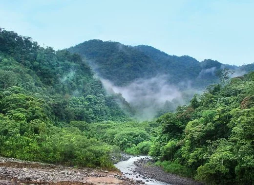 Forêt tropicale, forêt boréale : un impact opposé sur le climat