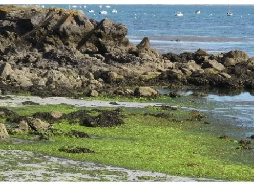 Les algues vertes sur le littoral breton : vers la fin d'une controverse ?