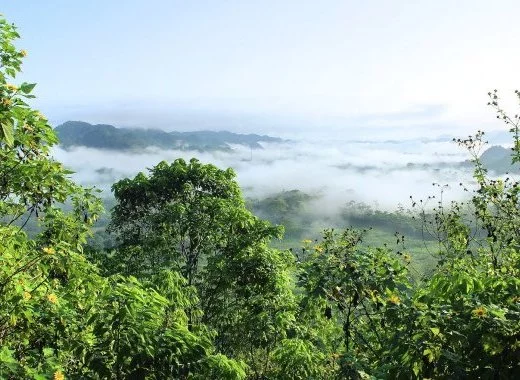 Une Chapelle Sixtine en Amazonie ?