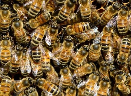L'apipuncture : ou comment se soigner « naturellement » en massacrant des abeilles