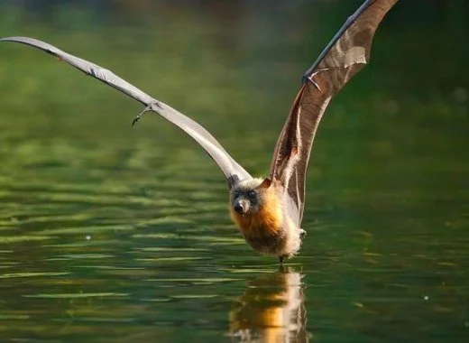 L'origine de la zoonose et les modes de contamination