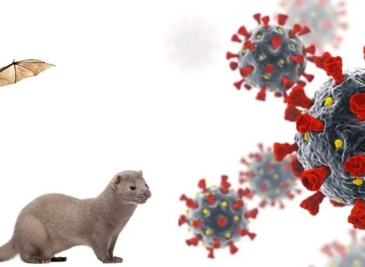 Covid-19 et monde animal, d'une origine encore mystérieuse vers un futur toujours incertain