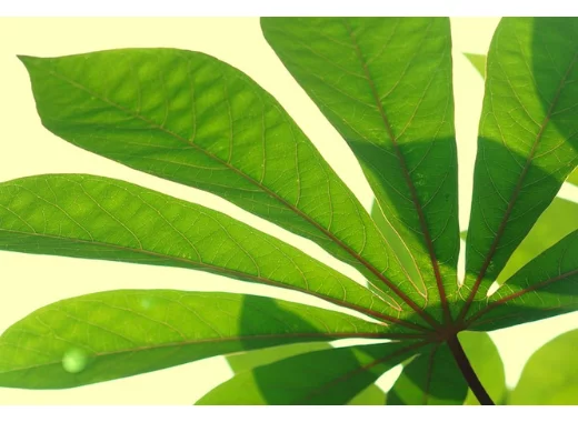 Peut-on produire des combustibles durables à partir de dioxyde de carbone ?