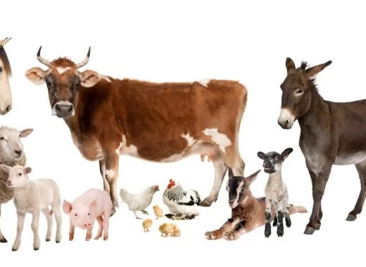 Veau, vache, cochon, couvée et remèdes homéopathiques