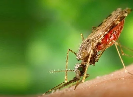 DDT et paludisme : une nouvelle réécriture de l'histoire