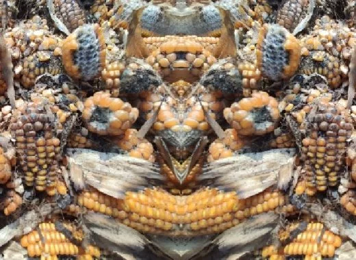 Comment prévenir le risque de mycotoxines dans la production agricole ?