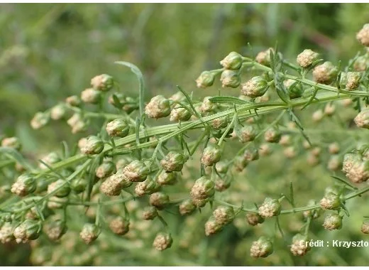 Artemisia annua, l'actrice, le professeur et le paludisme
