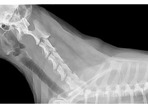 Éthique et reproductibilité des recherches sur l'animal