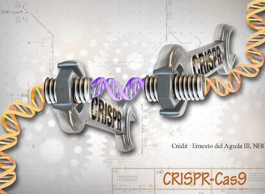 CRISPR-Cas9 : un scalpel génomique à double tranchant
