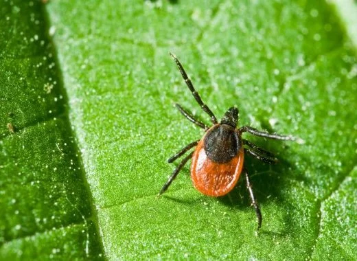 Pourquoi la SPILF ne valide pas le texte qui va être publié par la HAS