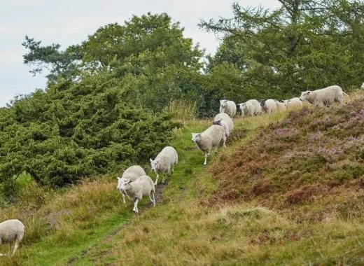 Clic, clic, pourquoi jouons-nous si facilement les moutons de Panurge ?