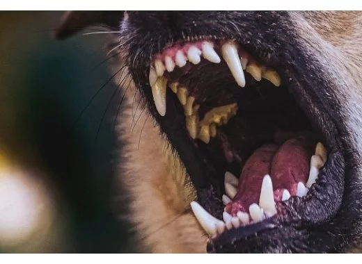 Risque de morsure de chien, ou le retour de la science