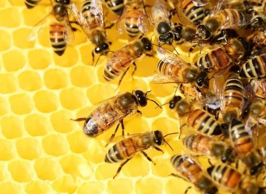 Vidéo : La mortalité des abeilles
