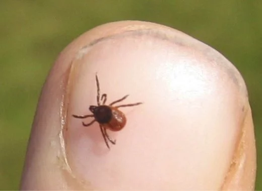 Un appel des directeurs des Centres Nationaux de Référence (CNR) en soutien du CNR des Borrelia