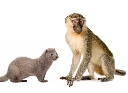 Covid-19 : le risque d'un réservoir animal du SARS-CoV-2