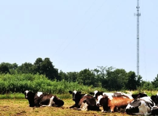 Antenne 4G et vaches malades : quand la justice tente une expérimentation scientifique