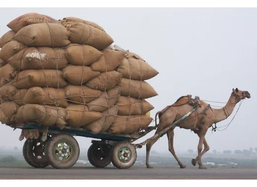 Animaux d'élevage : prendre en compte leurs ressentis