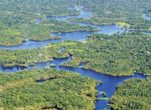 L'Amazonie, le « poumon » de la Terre ?