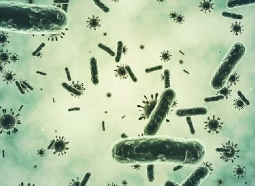 Des bactéries génétiquement modifiées contre le cancer