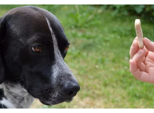 Récompenses et punitions en psychologie comportementale