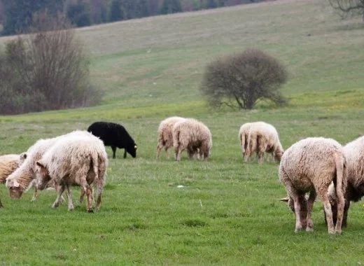 Du bon usage de la généralisation