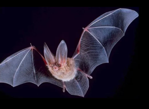 L'origine de la zoonose et les modes de contamination