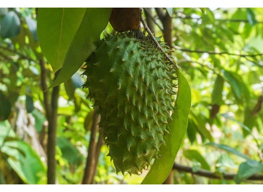 Le corossol : une plante « 10 000 fois plus puissante que la chimiothérapie » ?