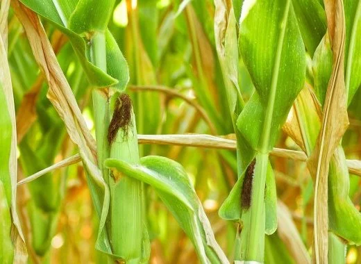 Food Evolution : la censure l'emporte contre le débat