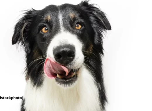 Le « dressage pavlovien » des freudiens. Comprendre le conflit psychanalyse - psychologie scientifique