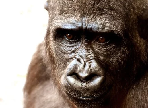 Le test du gorille invisible