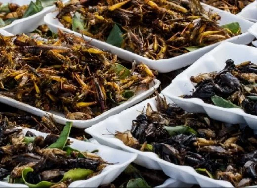 La consommation d'insectes ou de protéines d'insectes en Europe