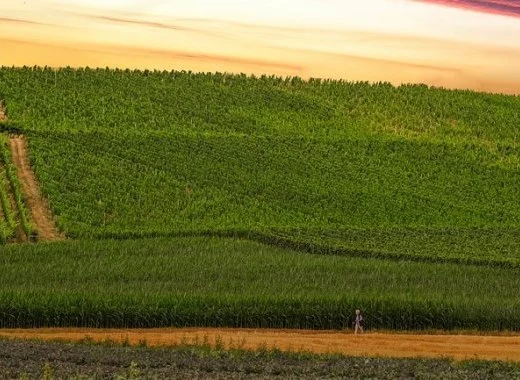 De l'agriculture de subsistance à la productivité