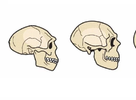 Bipédie, gros cerveau, grand-mère et forte cohésion sociale : des spécificités humaines ?