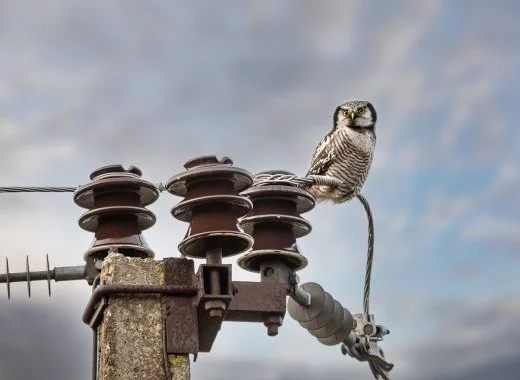 Les animaux de ferme sont-ils le révélateur d'un danger pour l'homme ?